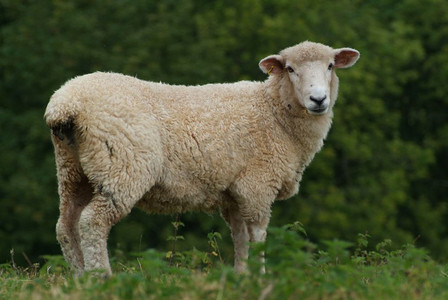 一只羊的肖像