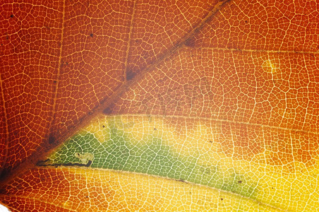 红色山毛榉叶子的细节，费古斯