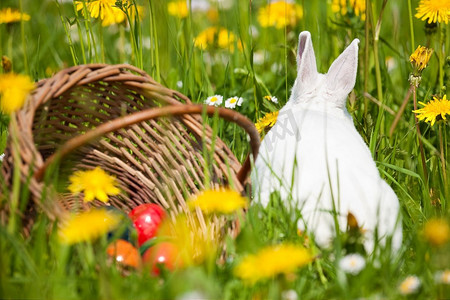 春天草地上的复活节兔子带着彩蛋