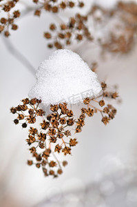 干燥的冬季植物与雪关闭