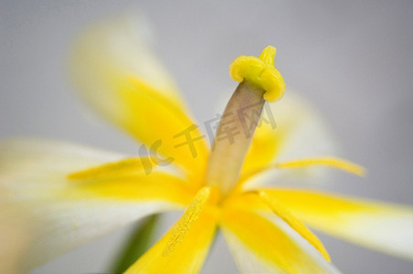 黄色开放的郁金香的特写。