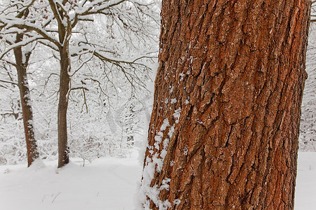 详细的橡树在一个多雪的森林。