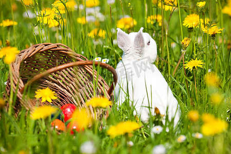 彩蛋蓝色摄影照片_春天草地上的复活节兔子带着彩蛋