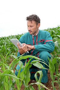 农民用电子平板分析玉米田