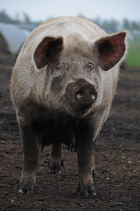 猪在农村