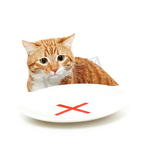 猫坐在那里看着一个盘子，带着一种阻拦，与世隔绝