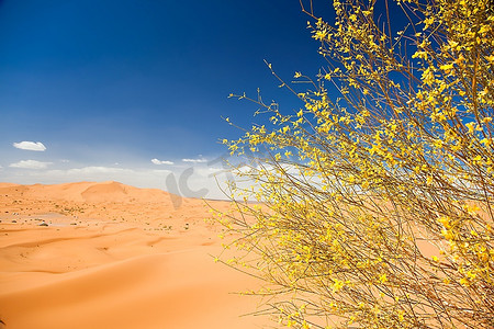 黄色e摄影照片_Maroc的Erg Chebbi沙丘的沙漠植物。