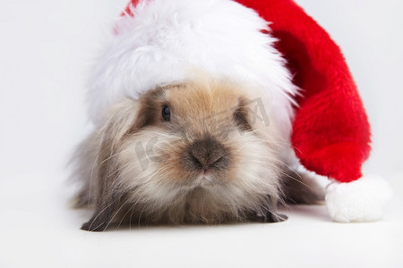 圣诞老人帽子摄影照片_圣诞老人帽子里的小兔子