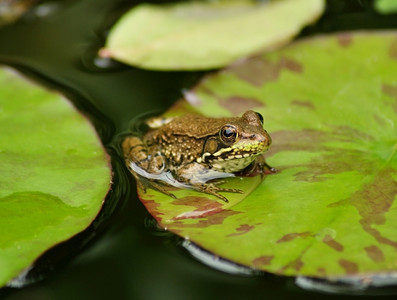 一只绿色的青蛙在睡莲的叶子上休息