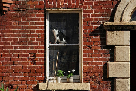 天猫ip摄影照片_橱窗里的猫