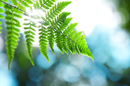 树枝状水系摄影照片_阳光透过蕨类植物的树枝遮挡绿色植被
