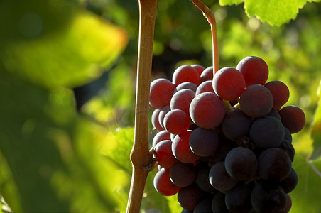 红葡萄的背光景观，等待收获；内比奥洛品种，意大利葡萄园