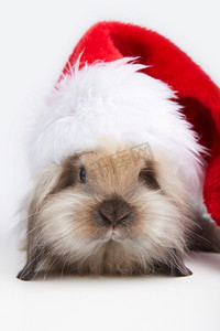 戴着圣诞帽的滑稽小兔子