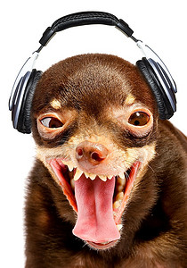 可笑的狗狗DJ。俄罗斯玩具梗。