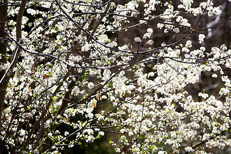 樱花盛开在早春时节，阳光明媚。