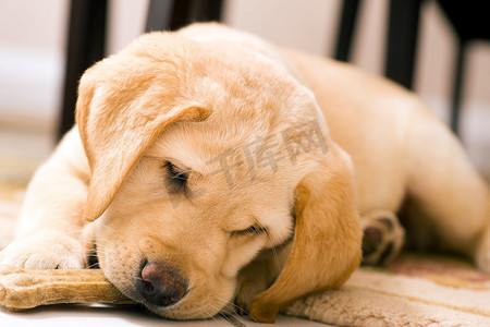 睡在椅子上的可爱拉布拉多猎犬