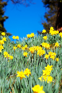 一批黄色水仙花（水仙）在春天