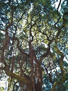 0天摄影照片_葡萄牙里斯本的树