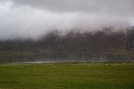绵羊在阿基尔岛上吃草，爱尔兰梅奥县