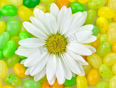 bonbon摄影照片_白色雏菊和五颜六色的糖果，关闭为背景