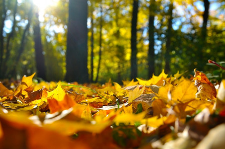 宏观照片的落叶在秋天的森林