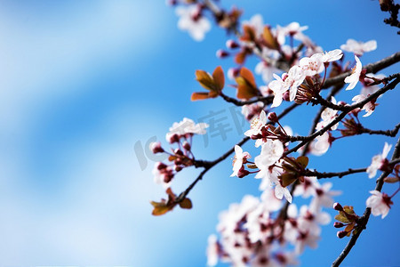 樱花盛开在早春时节，阳光明媚。