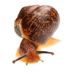 段塞摄影照片_食用蜗牛在白色背景