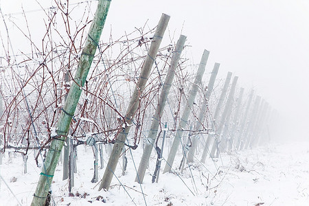 白雪覆盖的葡萄园在雾中，冬天的季节，意大利，欧洲。