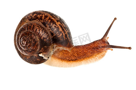 段塞摄影照片_白色背景上的食用蜗牛