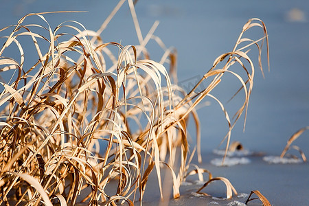 黄色的芦苇从结冰的湖面上长出来。