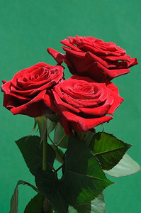 绿色玫瑰花摄影照片_绿色背景上的红玫瑰