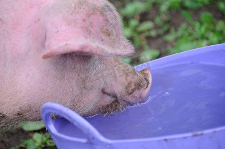 猪在水桶里喝水