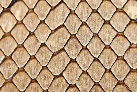 背景,蛇皮的纹理特写地板砖原材料