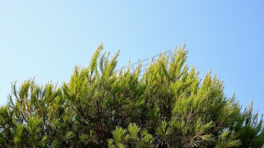 到达摄影照片_在晴朗蓝天的映衬下，刺绣的树枝。