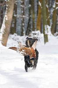 拾取器摄影照片_拉布拉多在雪地里找回一只野鸡