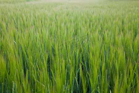 吸波领域摄影照片_一个自然背景拍摄的一个领域的绿色大麦