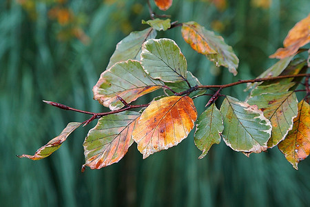 秋叶：近距离拍摄的绿叶和黄叶的小山毛榉树枝。