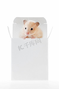 有趣纸盒摄影照片_一只小小的仓鼠从一个白色的纸盒子里向外窥视。