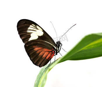 一只美丽的热带蝴蝶，锐利；大邮差，锐利；在一片叶子上，白色背景
