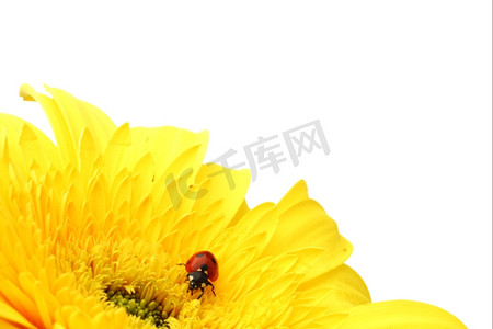 黄色花朵上的瓢虫隔离在白色背景上