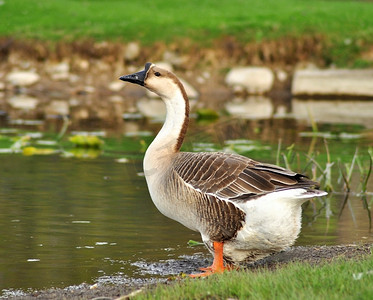 绿色的池塘摄影照片_湖边的一只大雁