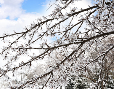 树枝状水系摄影照片_暴风雨过后，树枝上的冰