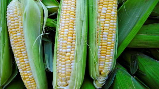 S农贸市场上刚收割的玉米棒。