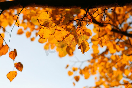 最后一片金叶秋色背景