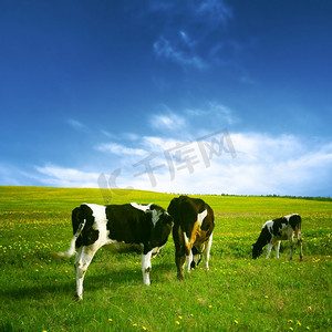 羊群草原摄影照片_蓝天下绿色蒲公英田野上的牛