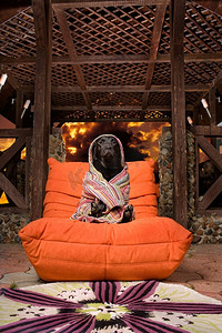 一个可爱的黑色拉布拉多裹在条纹毛巾是坐在一个橙色的蓬松，火焰背景。