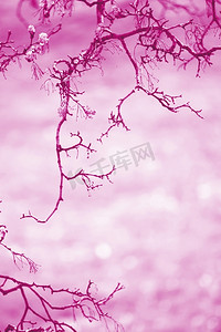 树枝状水系摄影照片_青草背景上的树枝