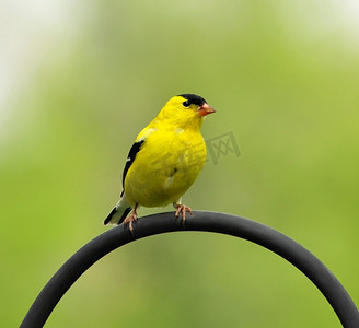 美国金翅雀(Carduelis Tristis)，坐在棍子上