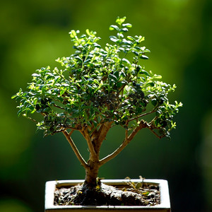 绿色草地背景的盆景绿色植物树