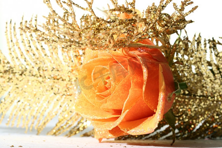图片报摄影照片_美丽的橙色玫瑰与金色装饰